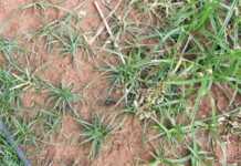 Coping with nutsedge
