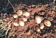 Potato planting procedures