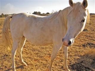 Preventing colic Preventing colic