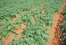 Why potato irrigation is so important