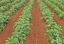 Controlling nitrogen application is important