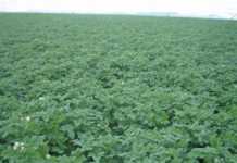 Climate, soil and potatoes