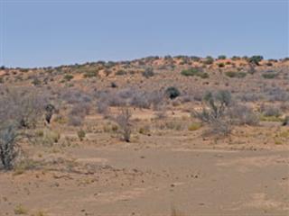 Liver fluke on the increase in South Africa Liver fluke on the increase in South Africa