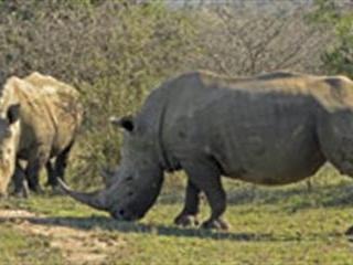 Race to save the rhino Race to save the rhino