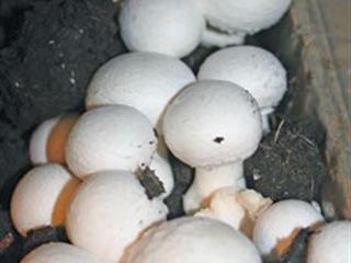 Sustainable mushroom growing Sustainable mushroom growing