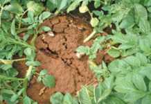 Potato tuber moth and other spud pests