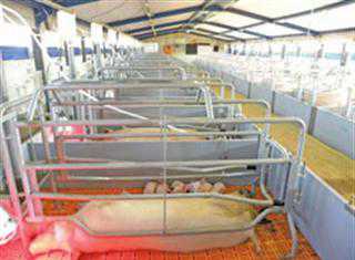 helping small-scale pig farmers