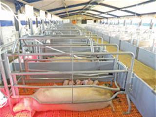 How SAPPO is helping small-scale pig farmers How SAPPO is helping small-scale pig farmers
