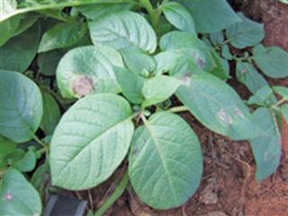 Late blight: fast & very destructive Late blight: fast & very destructive