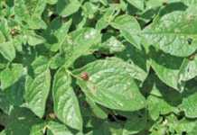 Likely potato insect pests