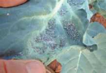 IPM for cabbage aphids