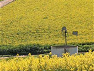 Canola   – a viable alternative