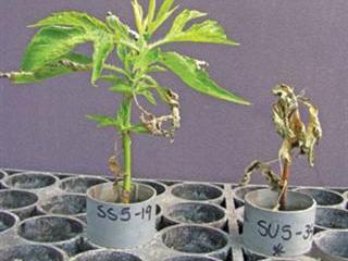 The key to herbicide resistance? The key to herbicide resistance?