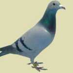 fwa2013101114302.jpg
