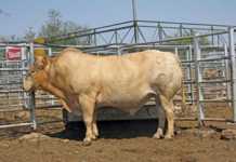 First Northern Tuli Club sale