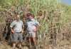 Beating out a new path in sugarcane