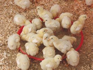 Profit from better broiler production Profit from better broiler production