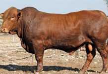 Bonsmara Genepool Spring Sale