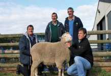Potberg and Suidplaas Dohne Merino production ram sale