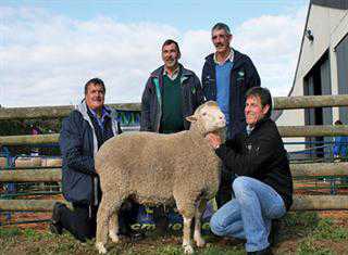 Potberg and Suidplaas Dohne Merino production ram sale