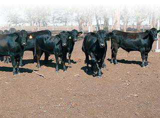 wagyu cattle