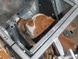 The magic of mechanising: calf feeders The magic of mechanising: calf feeders