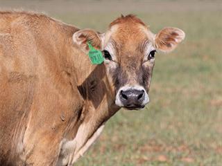 Award-winning breeder shares some secrets Award-winning breeder shares some secrets