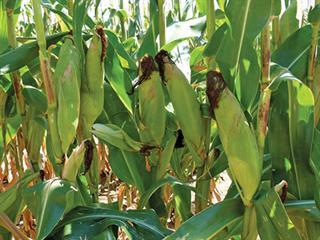 Dual cropping – it can work! Dual cropping – it can work!
