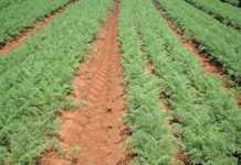 Getting your carrot stand correct