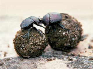 Dung beetles to be used on New Zealand farms Dung beetles to be used on New Zealand farms