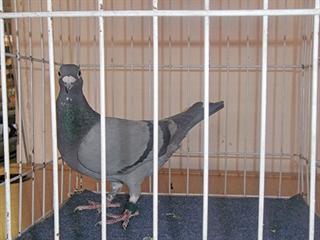 Pigeons: Good genetics, good results Pigeons: Good genetics, good results