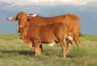 indigenous afrikaner cattle