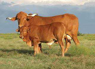 indigenous afrikaner cattle