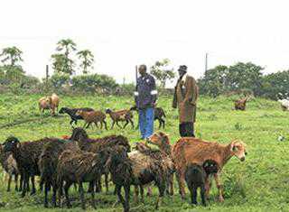 Zulu sheep