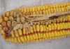 The benefits of Bt maize