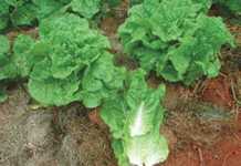 Growing lettuce for the home garden – part 2