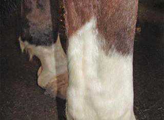 tendonitis in horses