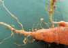 Eelworms love carrots