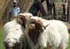 Awassi rams for Free State milk sheep flock