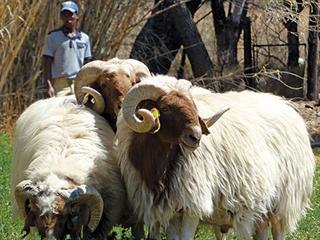 Awassi rams for Free State milk sheep flock Awassi rams for Free State milk sheep flock