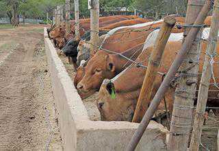 Profiting from a feedlot