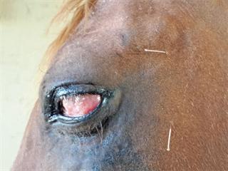 Horses – how to treat sore eyes Horses – how to treat sore eyes