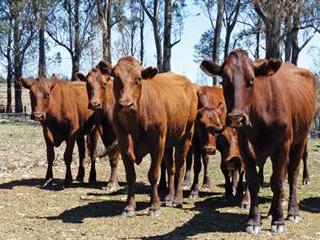 Commercial success for small-scale cattleman Commercial success for small-scale cattleman