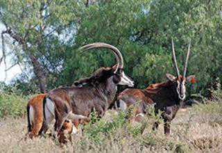 game auction trends 2012