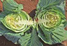 When is the bolting season for vegetables?