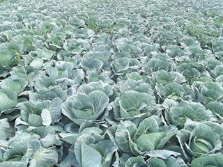 Growing cabbages – Part 2 Growing cabbages – Part 2