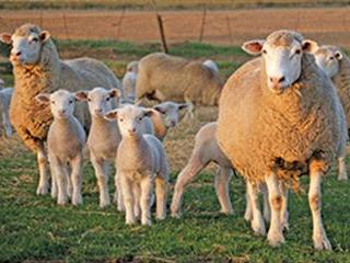 Shepherding her flock to greener pastures Shepherding her flock to greener pastures