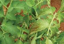 Beware the thrips threat!