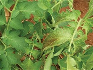 Beware the thrips threat! Beware the thrips threat!