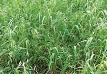 Producing better Highveld beef